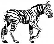 Coloriage zebre 22