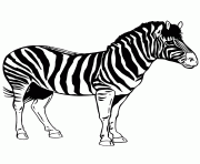 Coloriage zebre 41