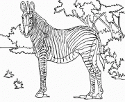 Coloriage zebre 27