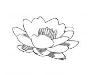 Coloriage fleur de lotus