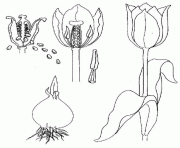 Coloriage evolution d une tulipe