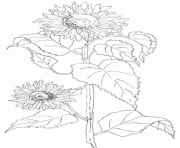 Coloriage fleur de tournesol