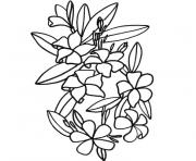 Coloriage fleur de tiare