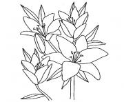 Coloriage fleur de vanille