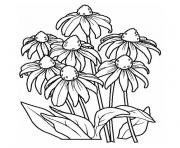 Coloriage fleur marguerite