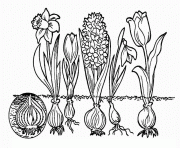 Coloriage evolution fleurs