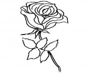 Coloriage rose simple