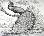 Coloriage adulte Fairy Tale Peacock