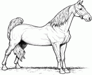 Coloriage cheval american saddlebred mare