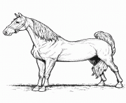 Coloriage vrai cheval realiste hd