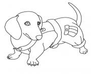 Coloriage magnifique chien saucisse