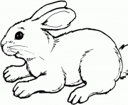 Coloriage lapin realiste