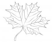 Coloriage maple leaf automne