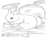 Coloriage squirrel automne