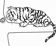 Coloriage tigre sur un branche avec une coccinelle