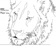 Coloriage male lion head