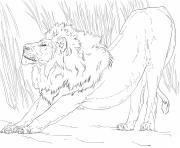 Coloriage etirement lion