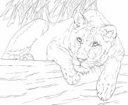 Coloriage lying lioness