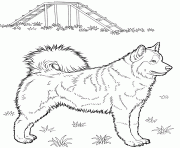 Coloriage chien husky realiste