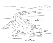 Coloriage crocodile du nil mignon