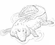 Coloriage crocodile marin du bassin indo pacifique