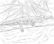 Coloriage crocodile de johnston