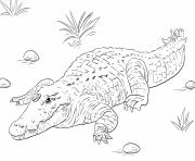 Coloriage afrique nile crocodile