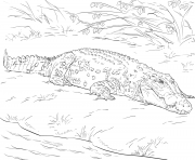 Coloriage crocodile marin daustralie realiste