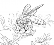 Coloriage abeille geante realiste