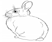 Coloriage lapin realiste de dos