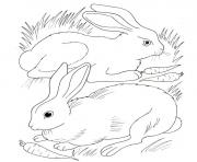 Coloriage lapin et lapina mangent des carottes