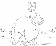 Coloriage cute lapin vrai realiste noir et blanc