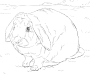 Coloriage realiste lapin