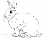 Coloriage beau lapin realiste