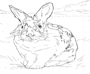 Coloriage lapin relaiste dans un environnement naturel