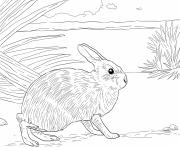 Coloriage nautre lapin realiste