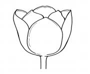 Coloriage nature tulipe perroquet