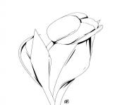 Coloriage fleur tulipa orphanidea