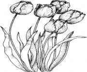 Coloriage fleurs tulipe turkestanica