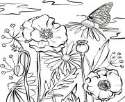 Coloriage fleurs tulipes et tulipa pulchella