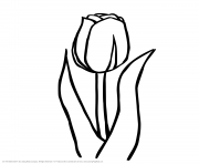 Coloriage floraison de tulipe