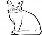 Coloriage Poil court et lustre le chat american shorthair est originaire des Etats Unis