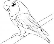 Coloriage perruche oiseau