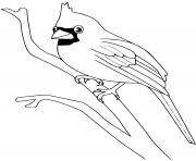 Coloriage cardinal oiseau