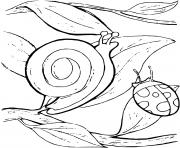 Coloriage escargot et son ami la coccinelle