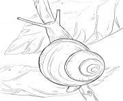 Coloriage escargot helix aspersa famille des helicidae