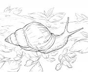 Coloriage escargot bulime tronque de type mollusque et omnivore