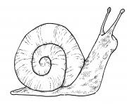 Coloriage escargot monachoides vicinus espece terrestre qui respire l air