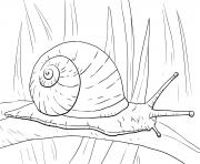 Coloriage escargot terrestre scutalus qui respire l air