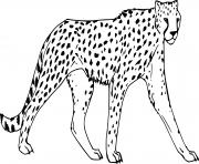 Coloriage guepard felins de la jungle